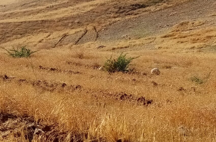   ثنائية العلاقة المتوازنة بين الحيوان والنبات