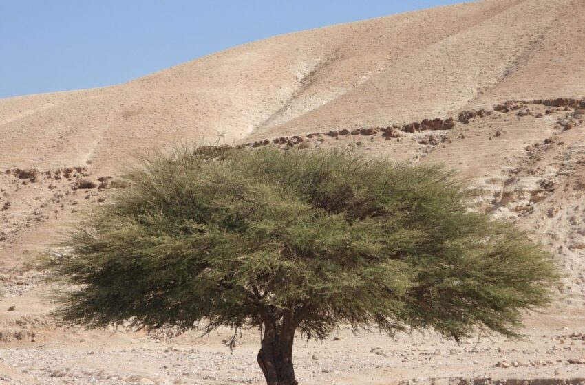  شجرة الاكاسيا الشوكية في وادي الدرجة