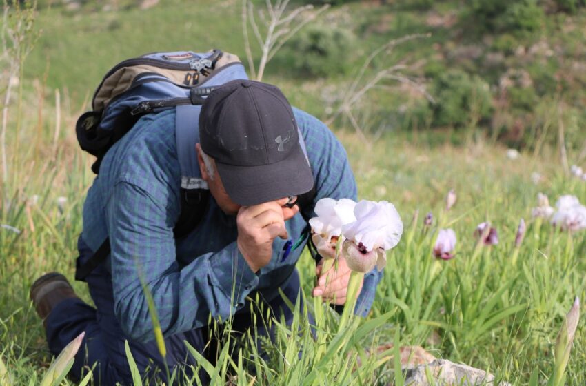  زهرة سوسن لورتيتي تزين جبال نابلس