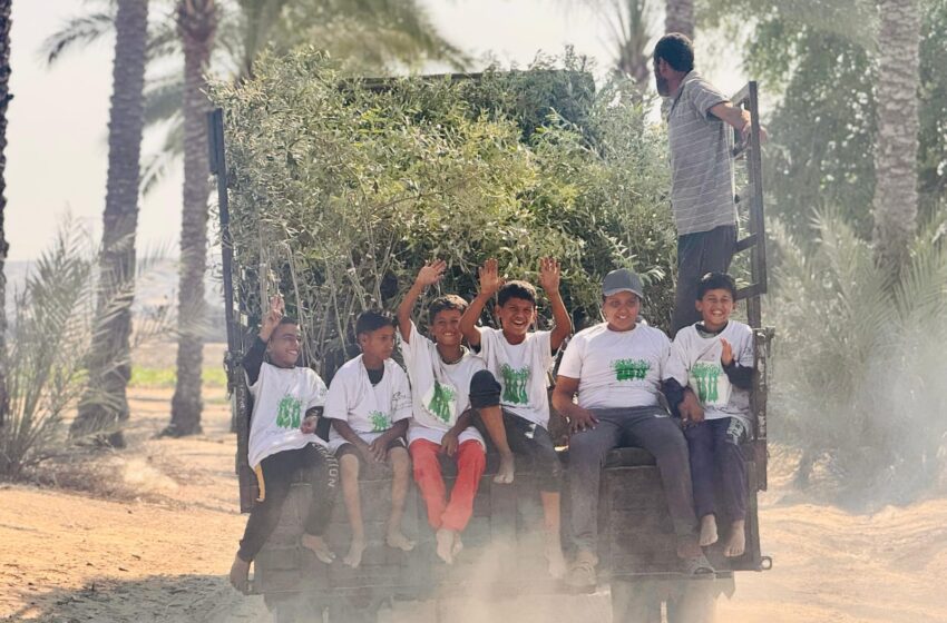   هل يتم استعادة الغطاء النباتي في غزة؟