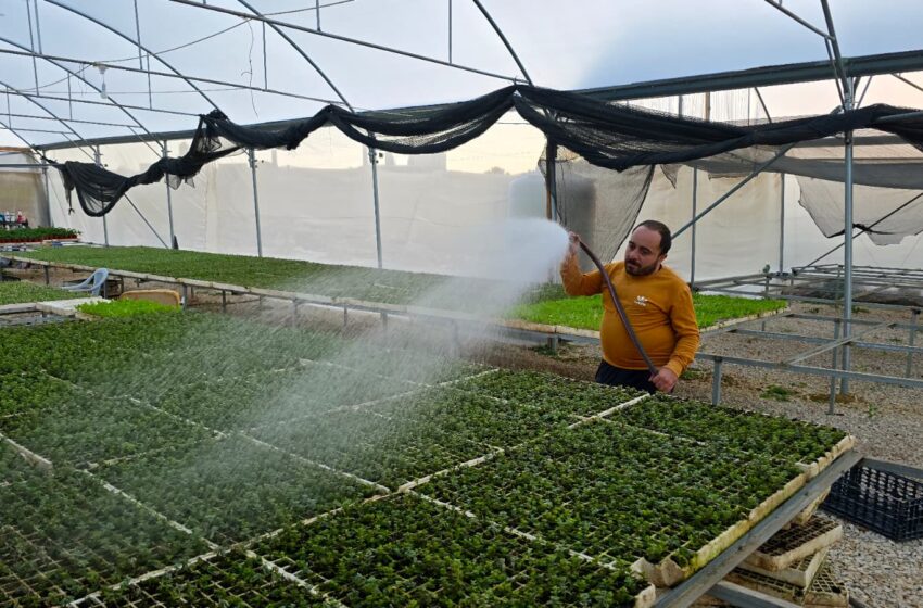  كيف أصبح لعبيدة وفداء مشتلا خاصا؟