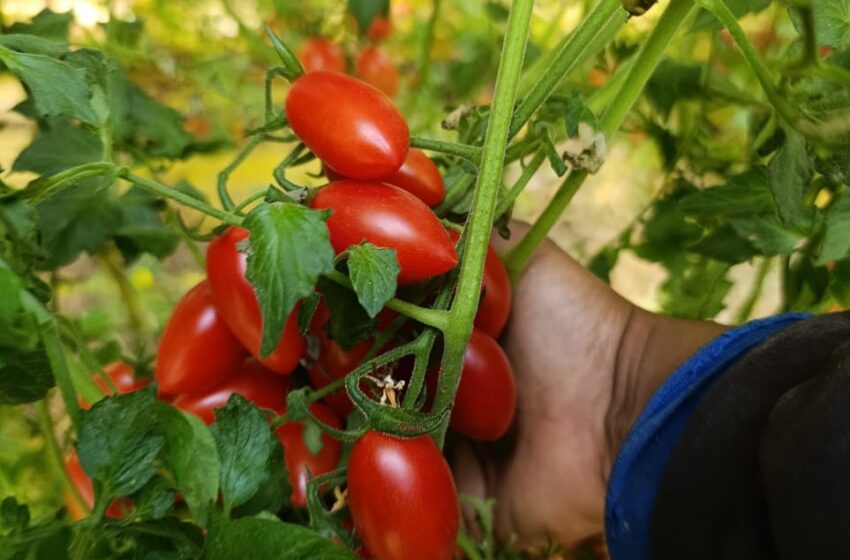  هل حان الوقت لظهور بديل للمبيدات الكيماوية؟