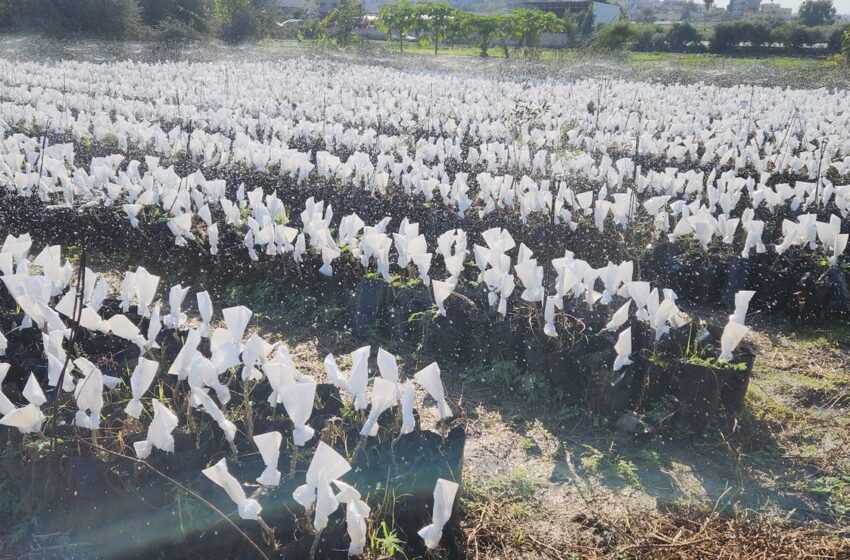  “حاكورتنا” تحارب التلوث البيئي