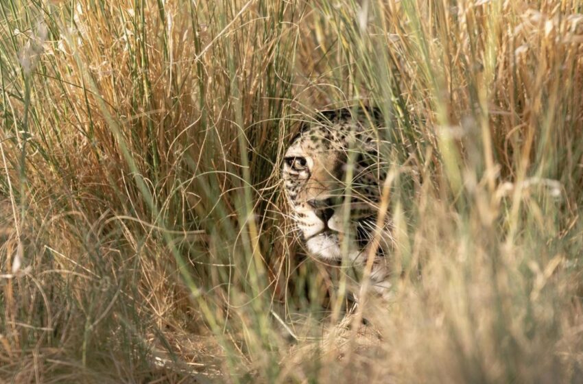  فلسطين: كان النمر العربي هنا في الماضي القريب