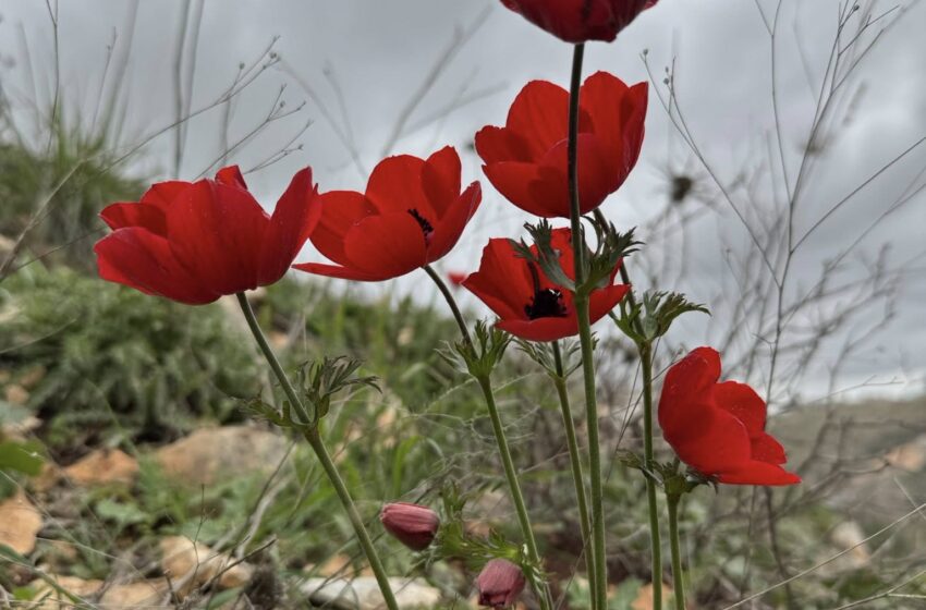  ما الذي يخبرنا به التنوع الحيوي في فلسطين عن العالم ؟