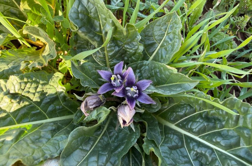  تفاح الجن.. مزيج اسطوري من الطب والسحر والأساطير