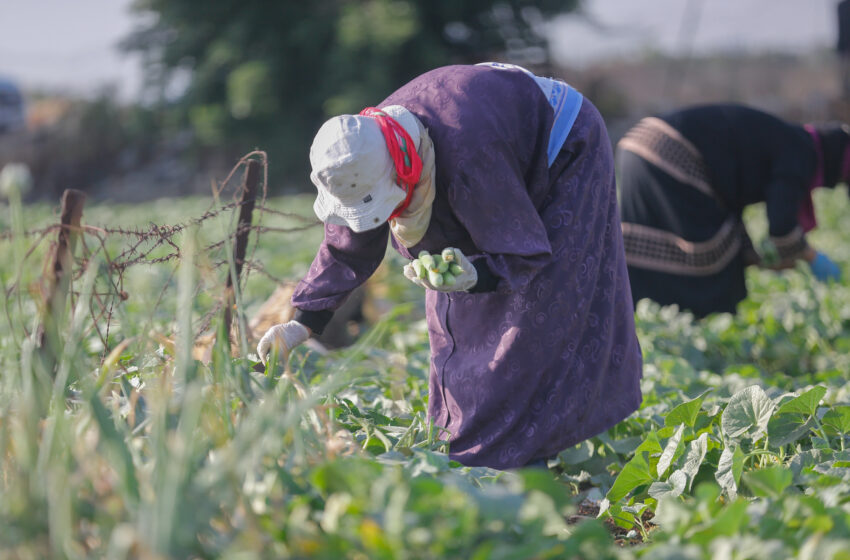  الحر المتطرف يهدد النظم الزراعية الغذائية بالانهيار 