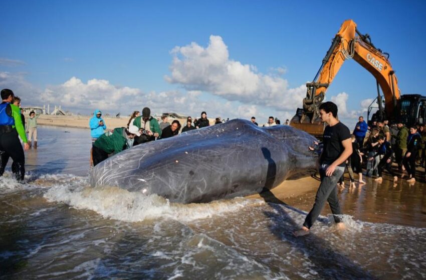  ظهور قرش الحوت العملاق في غزة يفاجئ علماء البحار