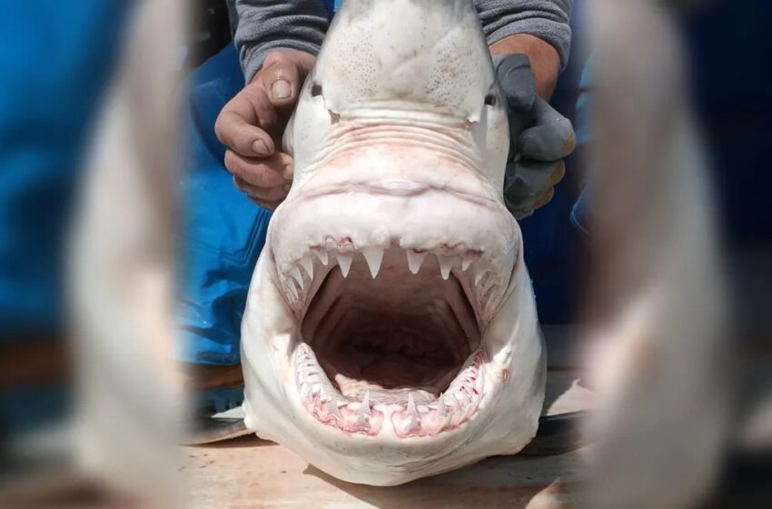  تسجيل جديد لسمكة القرش الأبيض في المتوسط