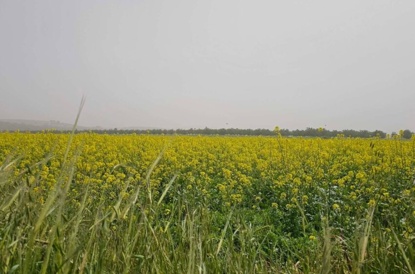      رحلة في قلب ربيع فلسطين  